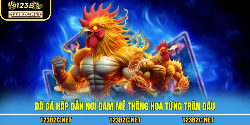 Đá gà hấp dẫn nơi đam mê thăng hoa từng trận đấu