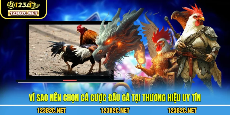 Vì sao nên chọn cá cược đấu gà tại thương hiệu uy tín như 123B
